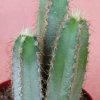 cereus_validus_forbesii